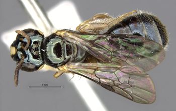 Media type: image;   Entomology 15814 Aspect: habitus dorsal view